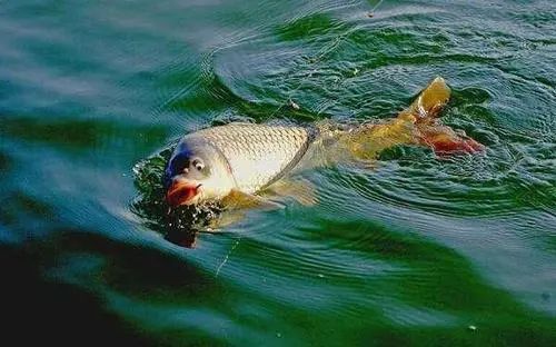 2026实测，金色鲤鱼去哪钓？分场景精准钓点+爆率提升全攻略