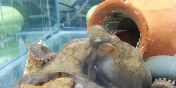 养殖户家降生8条腿"章鱼羊"：夭折后已冷冻 可做标本