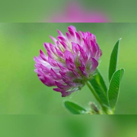 植物大战僵尸僵尸不得踏入我的草坪零失误攻略，全场景搭配与防入侵技巧