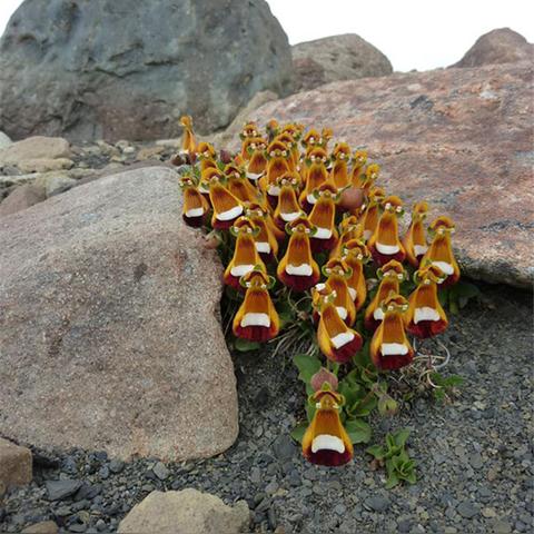 3D化后，我终于找回了当年玩姜饼人的 “那味儿”