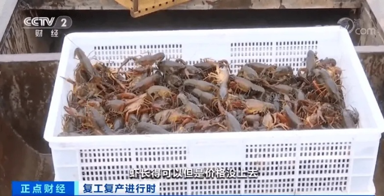 月薪两万养不起“龙虾”！不安全还烧钱