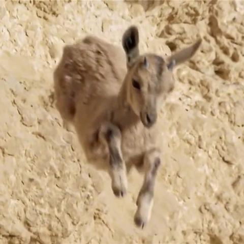 《红色沙漠》突袭添加D加密！24小时5台机器激活