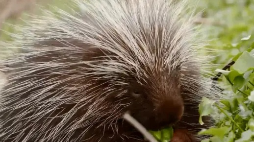 “豪猪借刺“火了？其实做成鱼漂一根能卖268元！