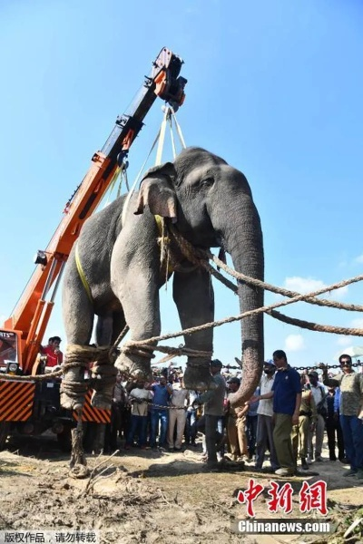 纳米比亚女子拽受伤大象尾巴取乐 遭踩踏致死