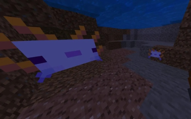 我的世界怎么驯服美西螈？抓稀有蓝螈+养战斗助手全攻略