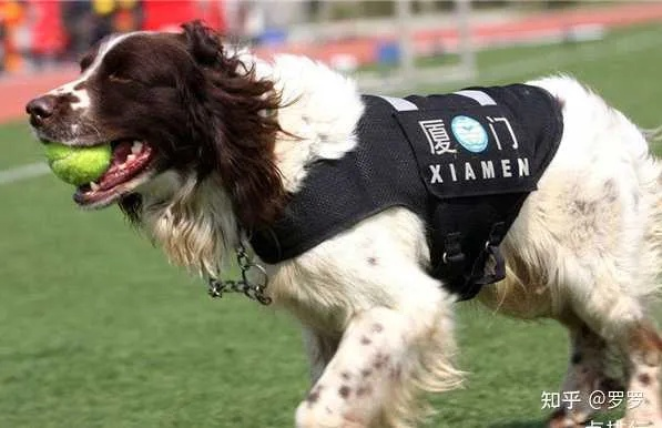 悬赏千万的赛级犬已找回！高端宠物寻回的实战逻辑与避坑指南