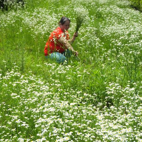 倒不了的塔官网全攻略，正版资源/剧情彩蛋/同人素材一键解锁