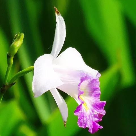 美丽世界官网深度指南，老玩家回归、新手上路必抢的隐藏福利与专属玩法门道