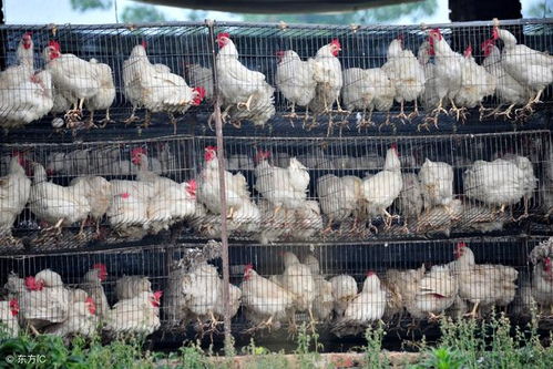 肉鸡韩料店塌房小钰独扛百万债 网友吵翻天:谁该负责?