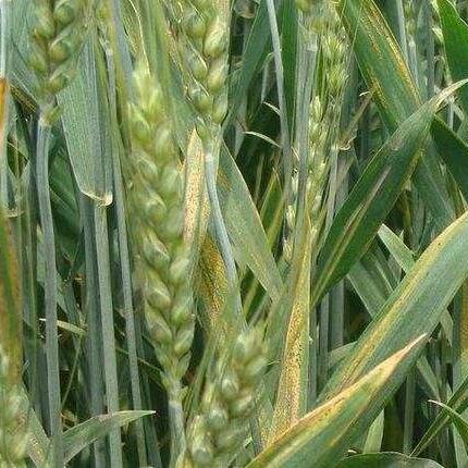 超级隐身类型硬核拆解，匹配热门游戏需求，解决隐身被破、CD过长等核心痛点