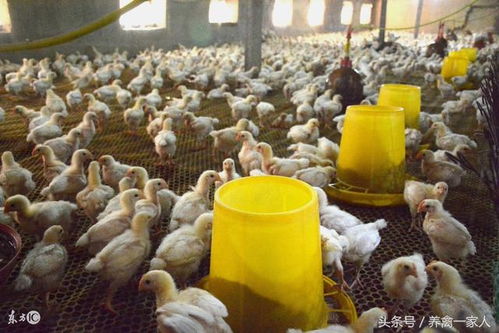 肉鸡韩料店塌房小钰独扛百万债 网友吵翻天:谁该负责?