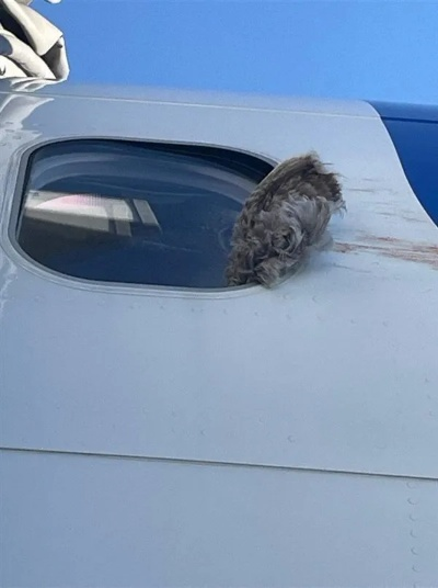 波音737客机遭鸟击 客舱玻璃开裂！现场画面公布