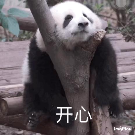 大熊猫花花因感冒暂停展出，独家近况追踪+圈养熊猫健康护理核心门道