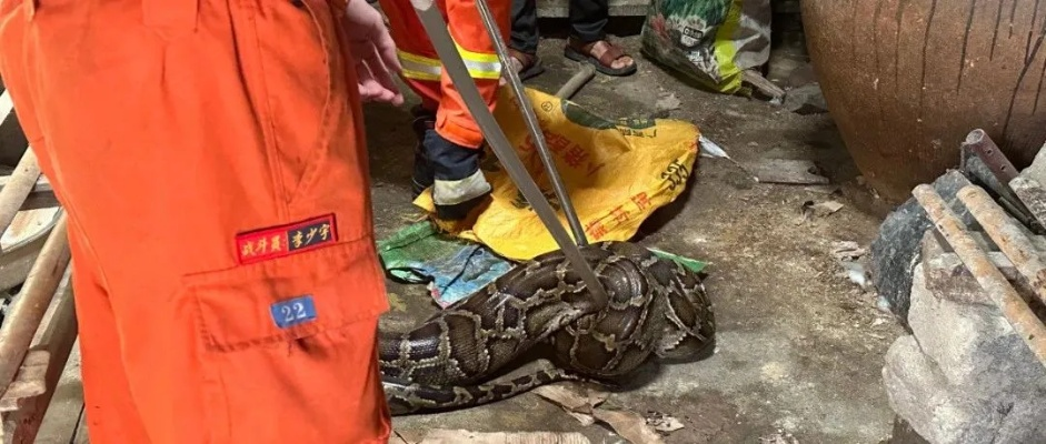 施工现场窜出三条野生大蟒 最重达五十多斤长约4米