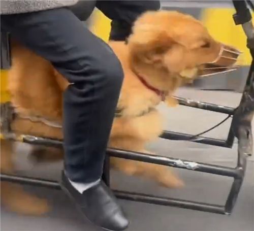 一男子“骑狗”上路引围观 交警回应：已批评教育