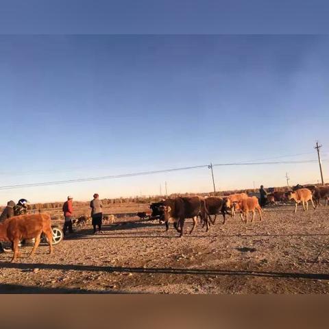 羊了个羊92%通关率实战攻略，暗机制拆解+道具最优解，3天稳进全国羊群？