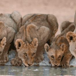 红色沙漠唯一差评 海洋般广阔水坑般浅薄