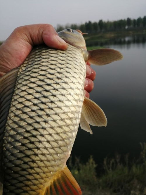 鱼塘主坚持2年辣椒喂鱼 鱼吃后体型更漂亮口感更好
