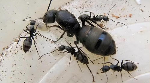 日本蚂蚁刷新科学家的认知:全员蚁后 没有工蚁雄蚁