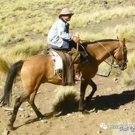 《红色沙漠》最新修改器：解除负重限制与快速获取稀有材料