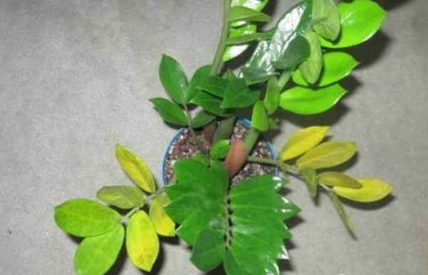 摇钱树养殖冷门技巧，黄叶急救+全年爆盆新手实操全指南