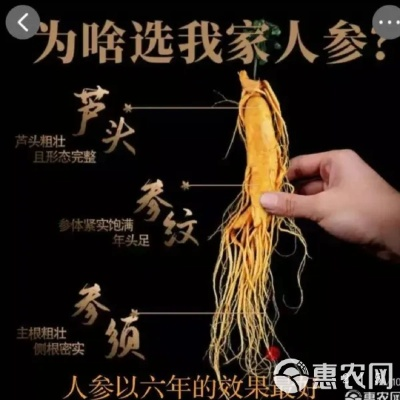 2026人参怎么选？鲜参/干参选购私藏攻略，精准匹配6大热门需求
