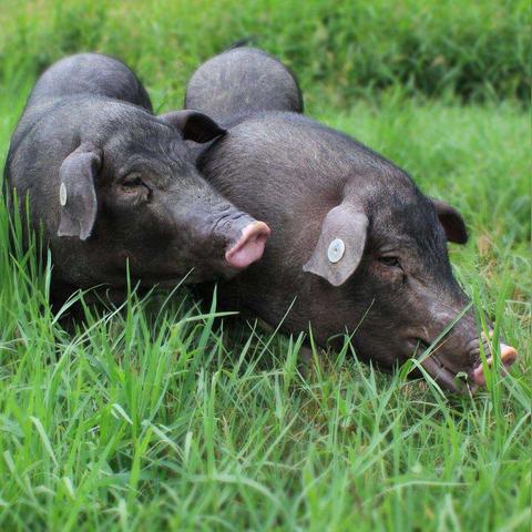 2岁男童遭散养母猪咬死，农村幼童畜禽防护+散养户安全整改全指南