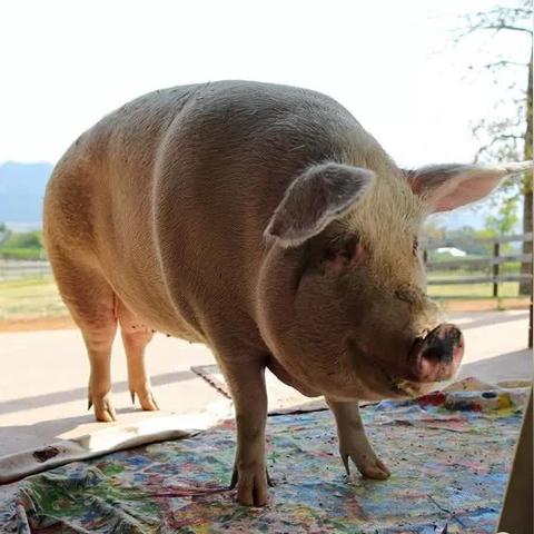 乱涂彩世界兑换码有哪些 最新可用礼包码与使用教程