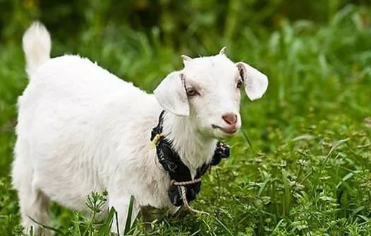 羊了个羊正版下载官网避坑全指南，找对入口领专属福利，速解90%游戏难题