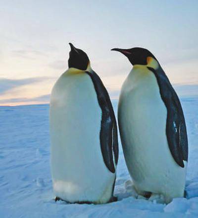 白狐胖成煤气罐竟是御寒神操作？资深饲主拆解极地萌宠的越冬硬核逻辑