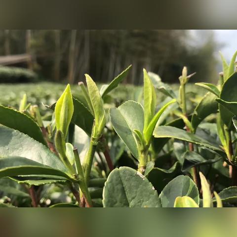 秋之回忆3，想君全角色HE达成+隐藏剧情解锁｜零BE避坑实战攻略