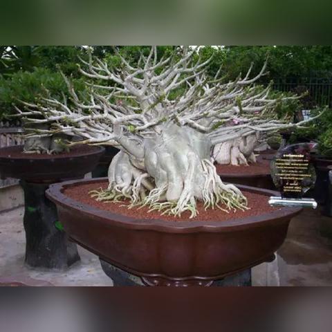 《红色沙漠》1.00.02版更新补丁发布 修复多项问题