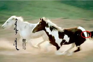 龙胤立志传马匹驯服度如何提升 龙胤立志传马匹驯服度提升攻略