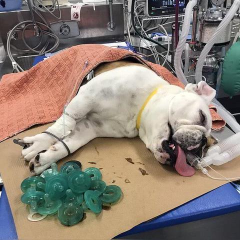 麻醉剂严重缺货 日本部分牙科即将进入无麻醉硬拔模式