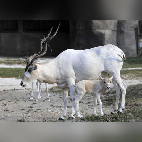 都不买了？《红色沙漠》国内销量锐减