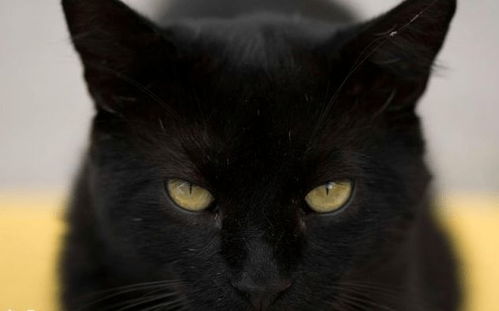 老外超爱网易做的“黑猫”：东方厂商完胜西方！