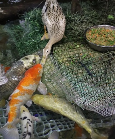 海洋馆辟谣鸭子嘴喂锦鲤，揭秘场馆动物共处真相+锦鲤科学喂食攻略