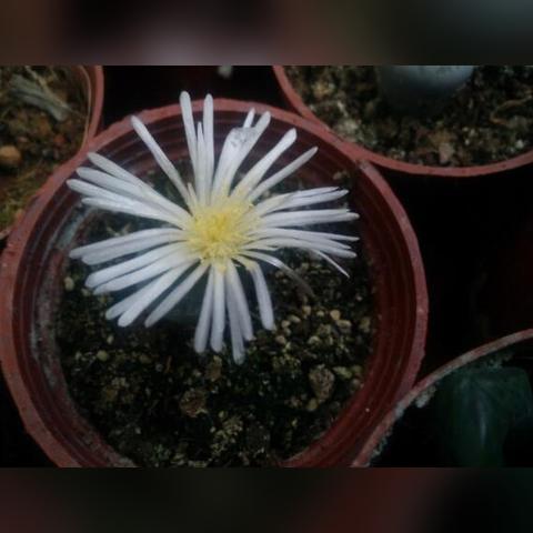 石头花品种分不清？新手必学的服盆、度夏、爆盆实战攻略