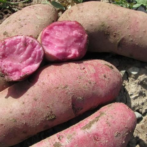 《红色沙漠》口碑反转了?Steam时长10小时以上特别好评!