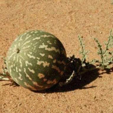 《红色沙漠》1.00.03版更新补丁发布：新增仓库功能 操作逻辑优化！