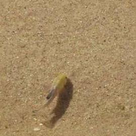 玩家发现《红色沙漠》独特机制 竟能让小动物溺死