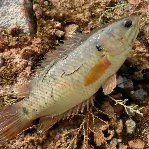 玩家发现《红色沙漠》独特机制 竟能让小动物溺死