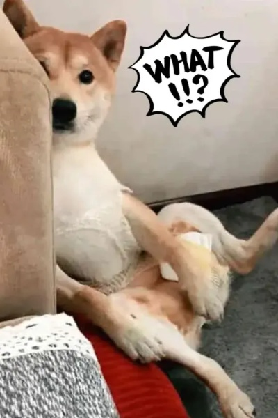 记仇小狗追着医生"骂"了8年 每天雷打不动早中晚三趟