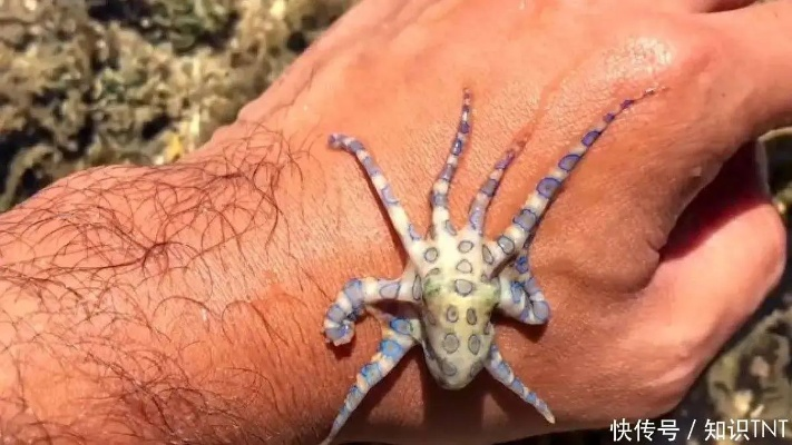 男孩上交民警的4眼蓝血小怪物，罕见异宠身份鉴定+合规饲养手册