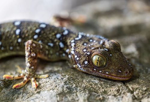 柬埔寨洞穴内发现飞蛇等新物种 单次滑翔可达百米远！