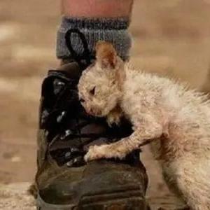 妙妙猫独家攻略，解锁获取、养成、隐藏玩法与治愈功能的实战技巧