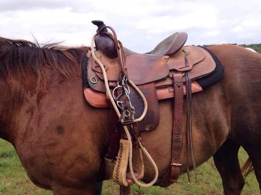 小众马具类型大盘点，精准匹配马术玩家3大核心需求，附避坑指南