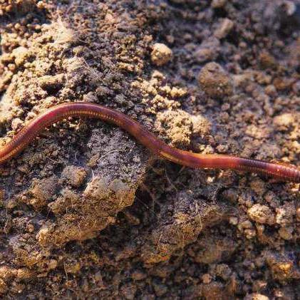 二次元“GTA”《异环》开预购！PS平台售价官宣