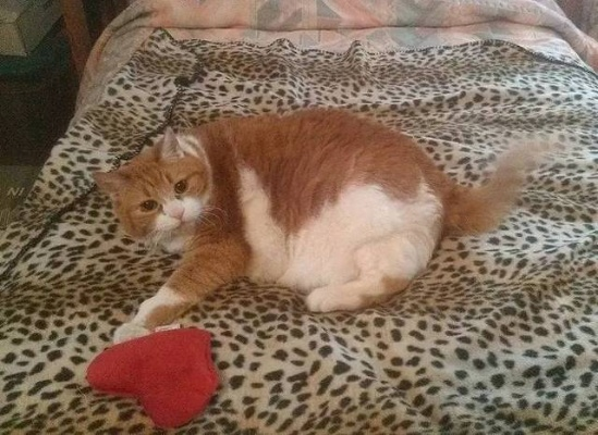 “胖猫”无了！《红色沙漠》离谱更新引热议