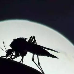 今年蚊子可能迎来史诗级加强：数量多 咬人狠 更难杀
